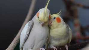 Как да определим пода на корел?